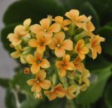 Kalanchoe blossfeldiana