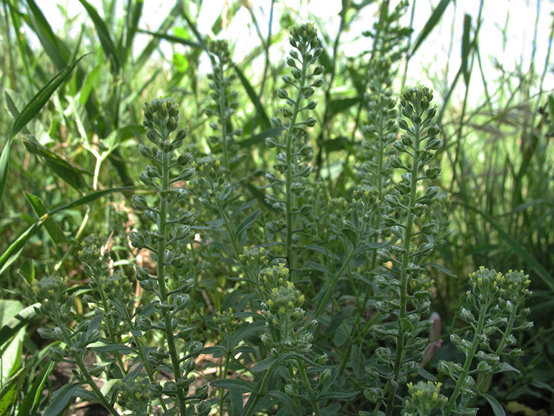 Изображение особи Alyssum alyssoides.