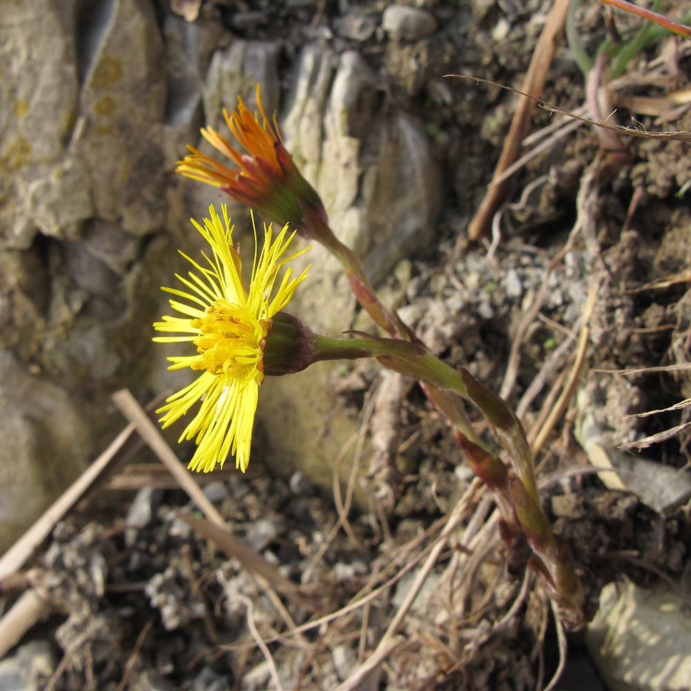Image of Tussilago farfara specimen.