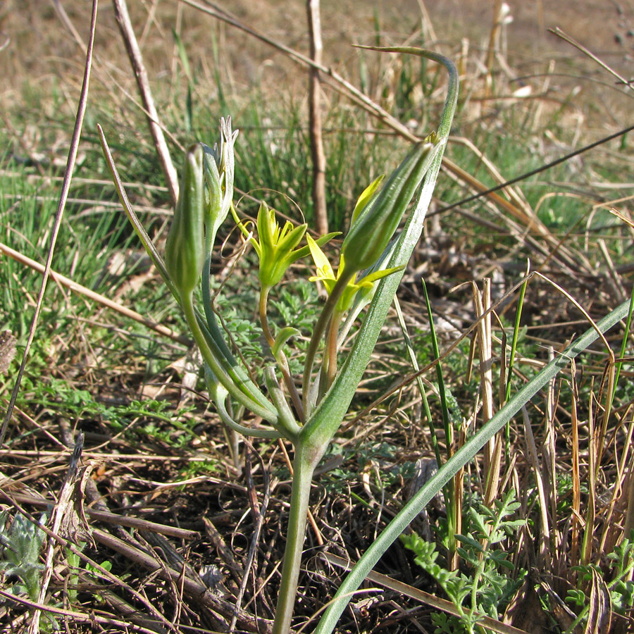 Image of genus Gagea specimen.