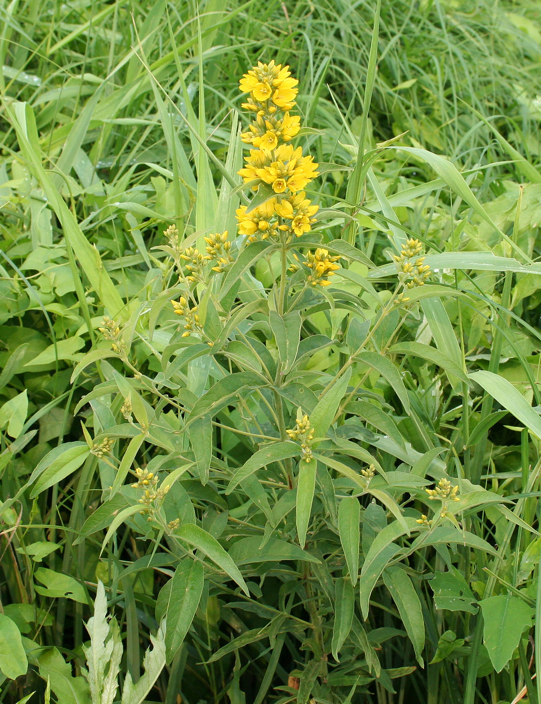 Изображение особи Lysimachia vulgaris.