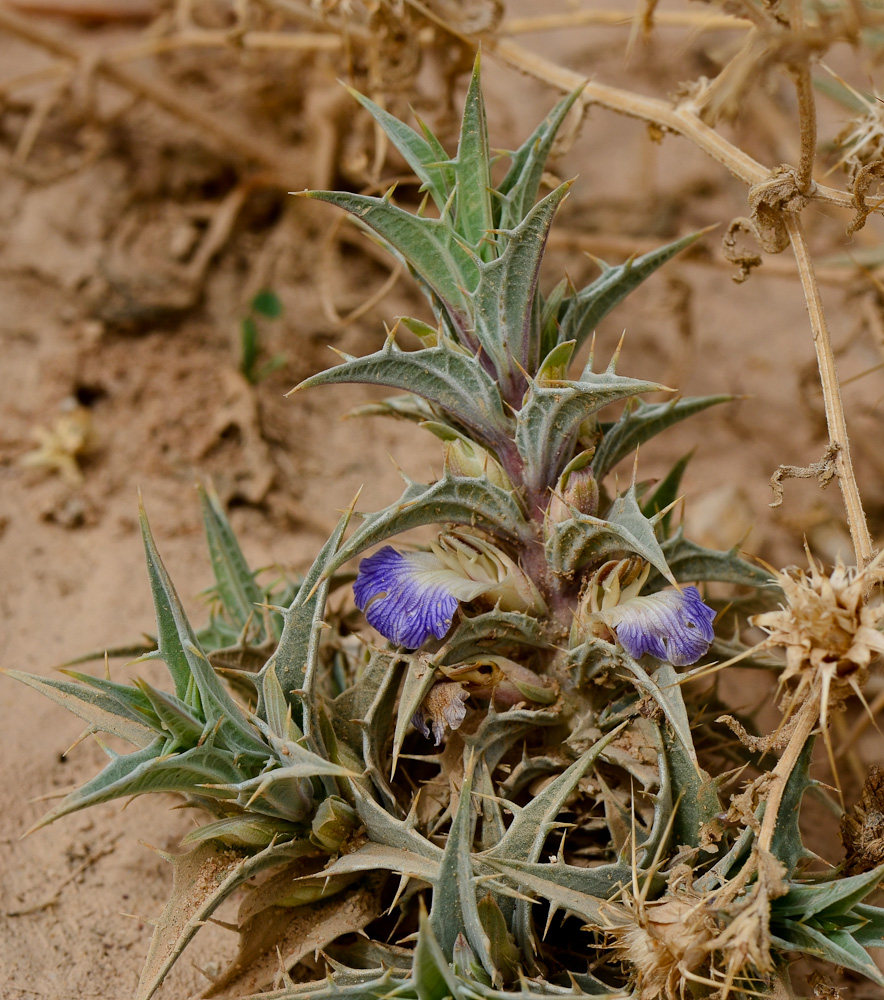 Изображение особи Blepharis attenuata.