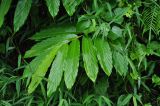 Zingiber latifolium