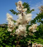 Sorbaria sorbifolia