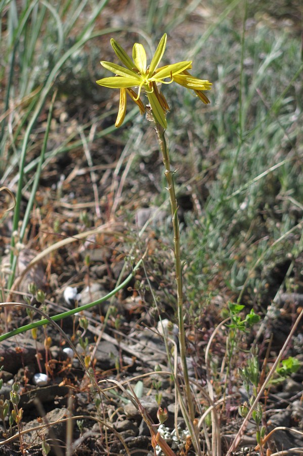 Изображение особи Asphodeline lutea.