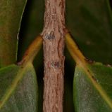 Image of taxon representative. Author is Татьяна Мальчинская