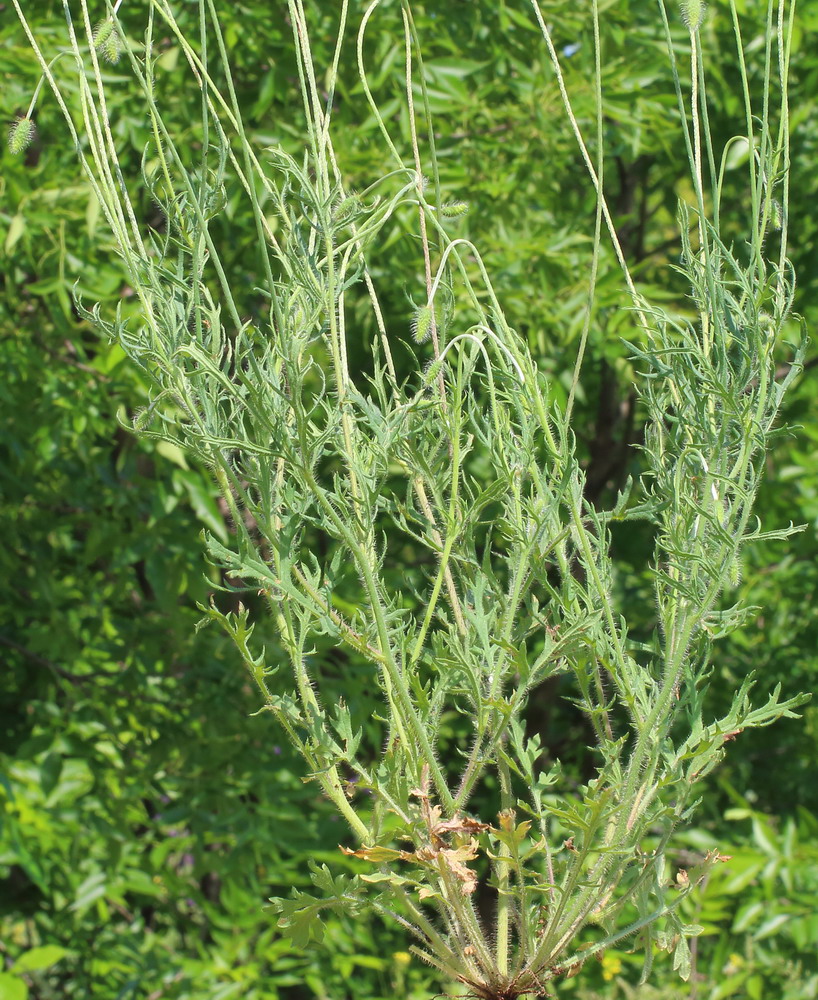 Image of genus Papaver specimen.