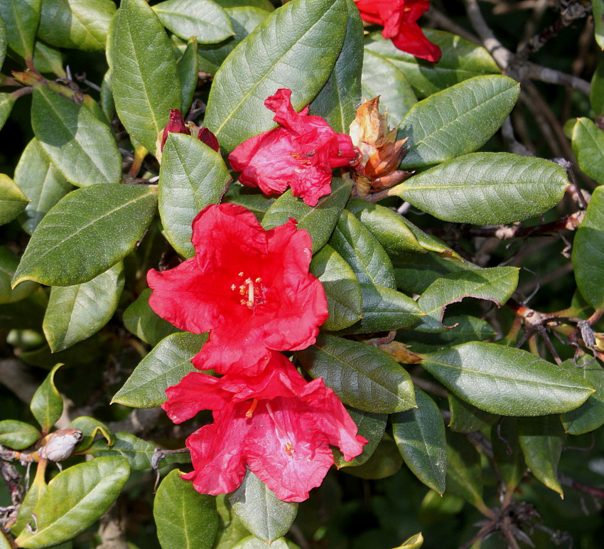 Изображение особи Rhododendron forrestii.