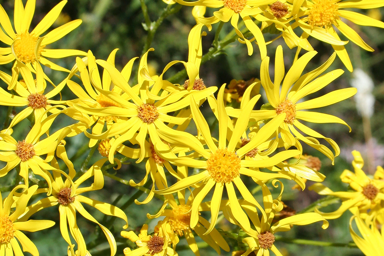 Image of Senecio jacobaea specimen.
