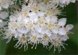 Sorbus aucuparia. Часть соцветия. Ленинградская обл., Кингисеппский р-н, берег оз. Глубокое. 01.06.2014.