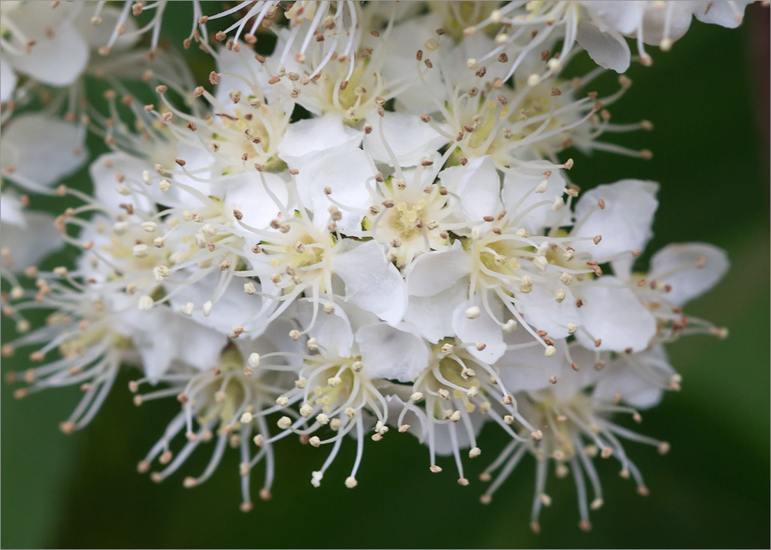 Изображение особи Sorbus aucuparia.