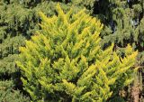 Cupressus macrocarpa. Часть кроны взрослого дерева. Крым, Ялтинский горсовет, пос. Никита, Никитский ботанический сад, в культуре. 14 мая 2014 г.