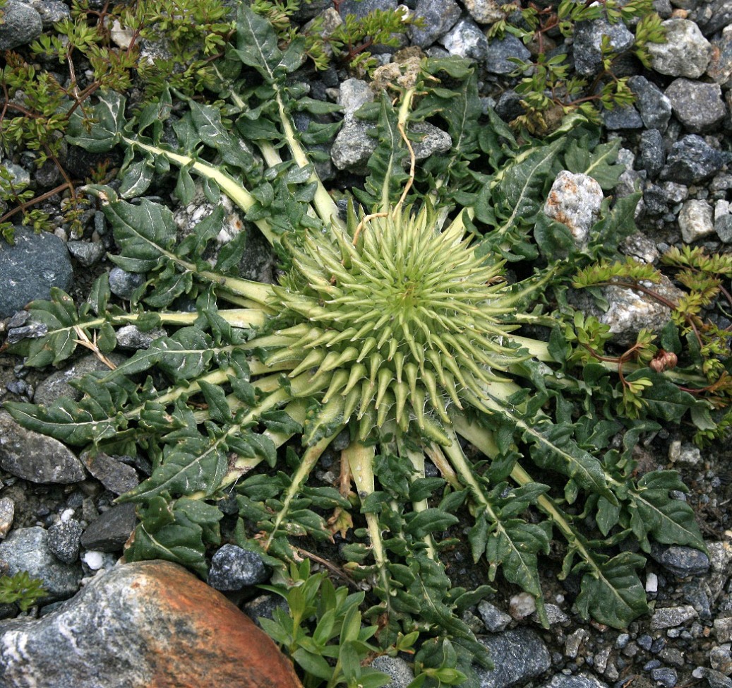 Image of Jurinella moschus specimen.