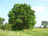 Fraxinus pennsylvanica