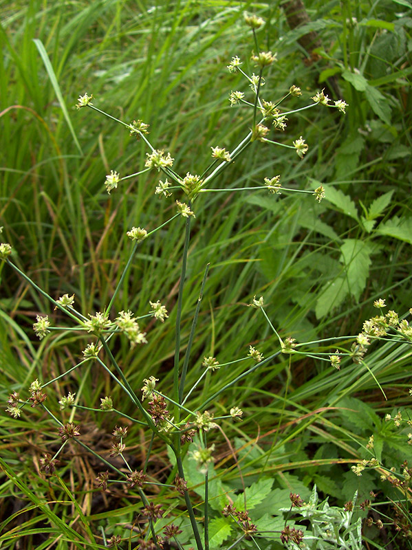 Изображение особи Juncus articulatus.