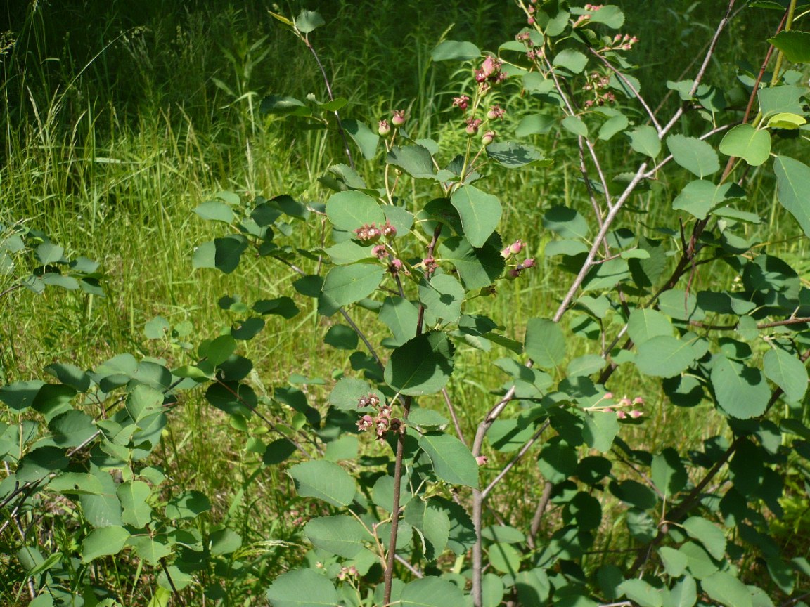 Изображение особи Amelanchier alnifolia.