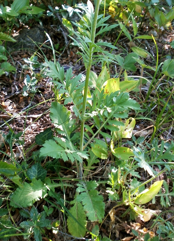 Изображение особи Scabiosa praemontana.