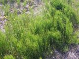 Equisetum arvense. Растения на берегу озера. Кольский п-ов, побережье Восточного Мурмана, пос. Дальние Зеленцы, оз. Промерное. 22.08.2009.