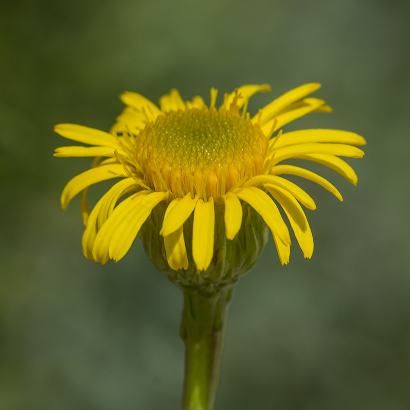 Изображение особи Limbarda crithmoides.