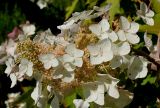 Hydrangea quercifolia. Соцветие. Германия, г. Дюссельдорф, Ботанический сад университета. 03.07.2014.