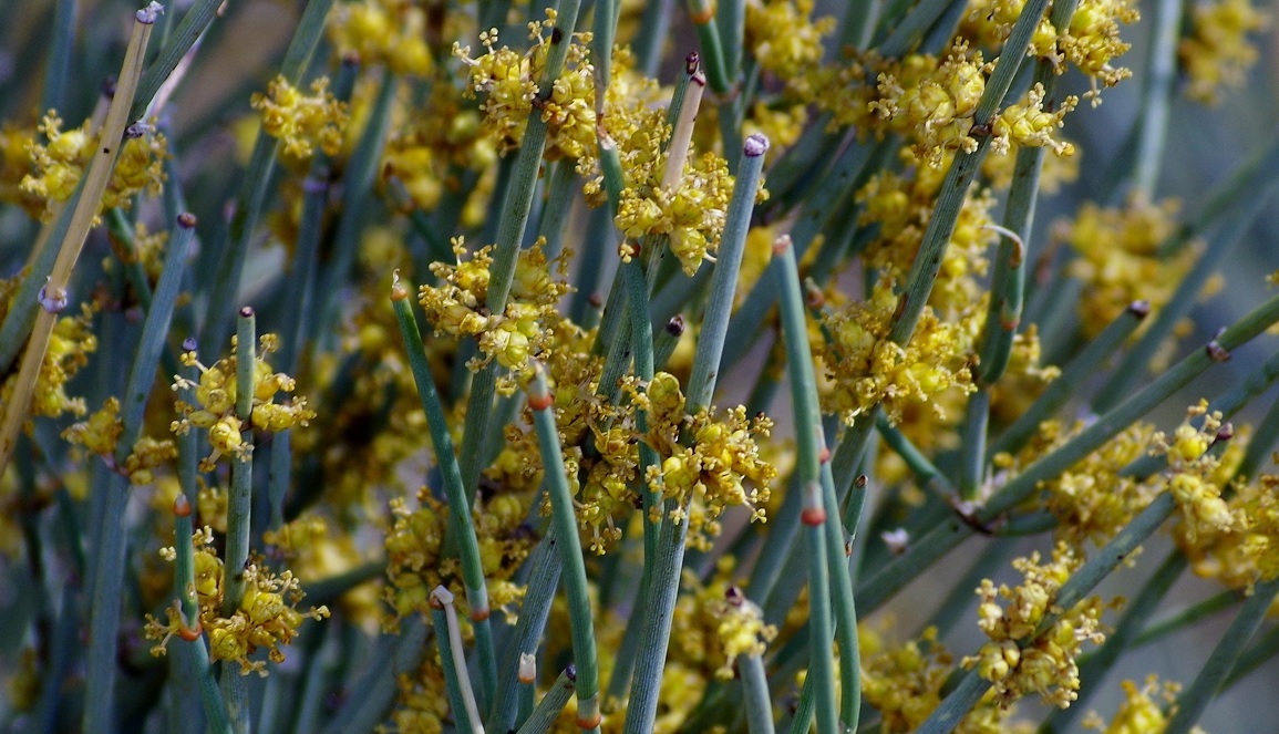 Image of Ephedra intermedia specimen.