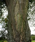 Tilia mongolica. Средняя часть ствола. Германия, г. Дюссельдорф, Ботанический сад университета. 05.09.2014.