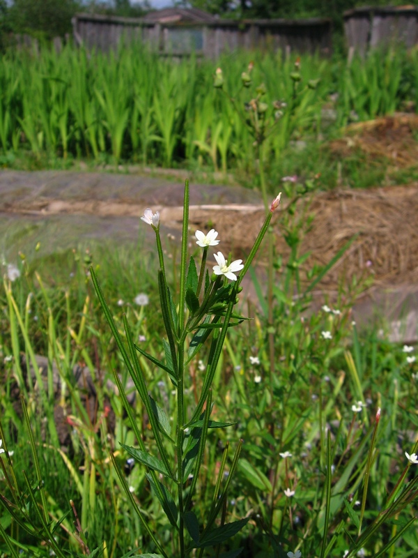 Изображение особи Epilobium pseudorubescens.