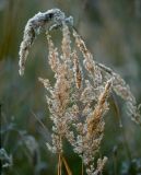 Calamagrostis epigeios