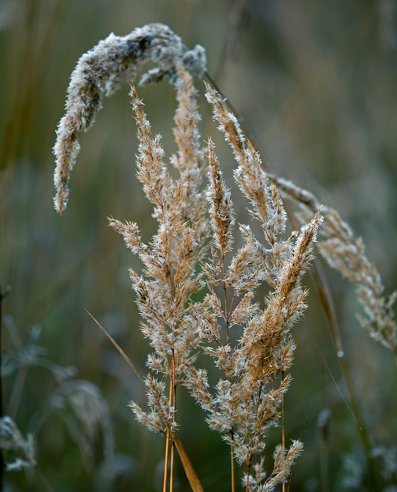 Image of Calamagrostis epigeios specimen.