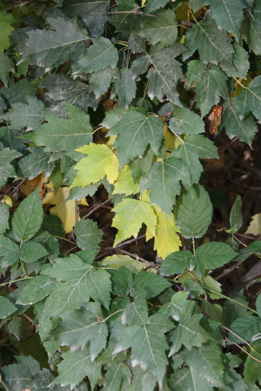Image of Acer ginnala specimen.