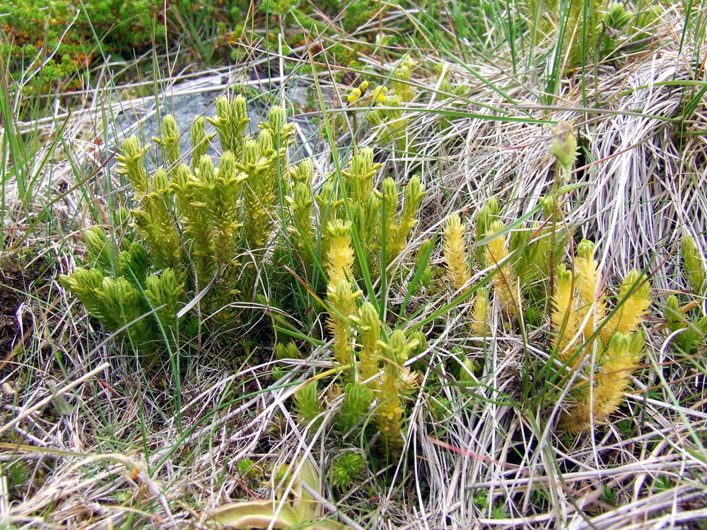 Image of Huperzia appressa specimen.