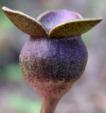 Asarum sieboldii