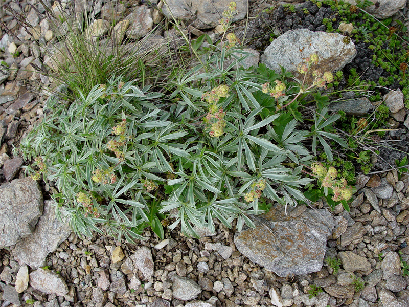 Изображение особи Alchemilla sericea.