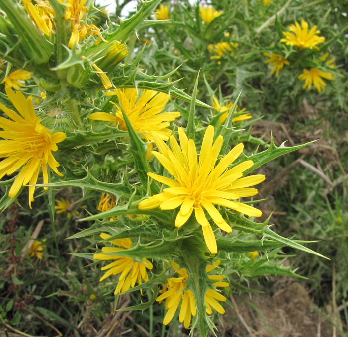 Изображение особи Scolymus hispanicus.