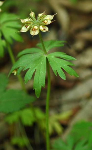 Изображение особи Eranthis stellata.