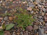 Epilobium pseudorubescens