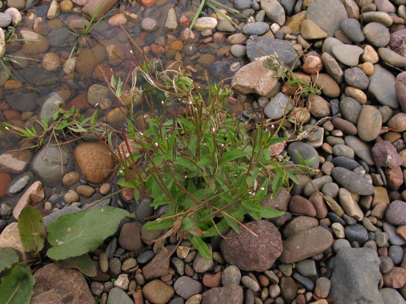 Изображение особи Epilobium pseudorubescens.