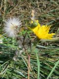 Sonchus arvensis ssp. uliginosus