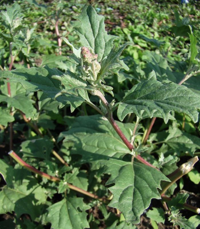 Image of Atriplex tatarica specimen.