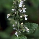 Nepeta cataria. Часть соцветия. Новосибирск. 16.10.2009.