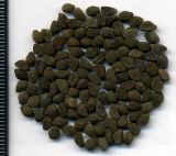 Convolvulus arvensis. Семена. Курская обл., Железногорский р-н, пос. Каменец, дачи Жуковец, у дороги. 1 ноября 2009 г.
