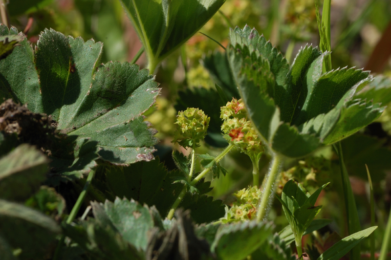 Изображение особи род Alchemilla.