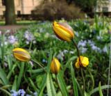 Tulipa neustruevae