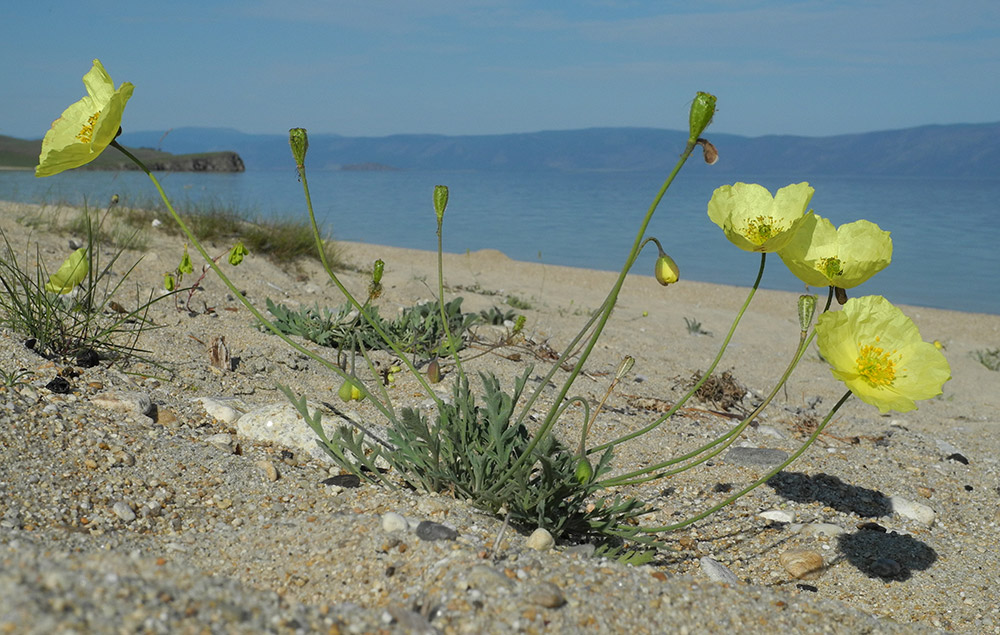 Изображение особи Papaver ammophilum.