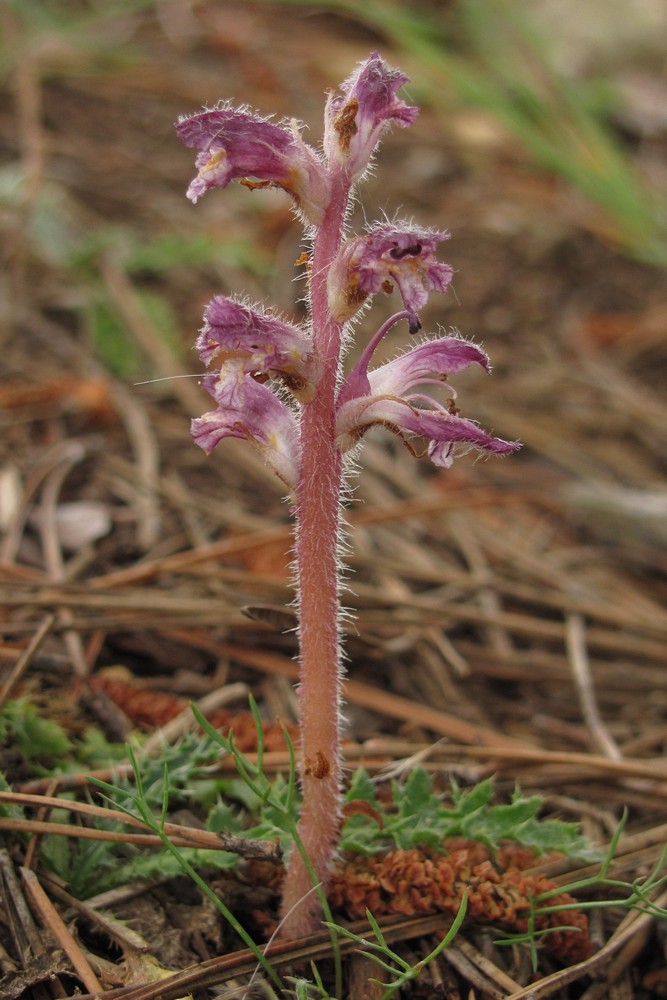 Изображение особи Orobanche pubescens.