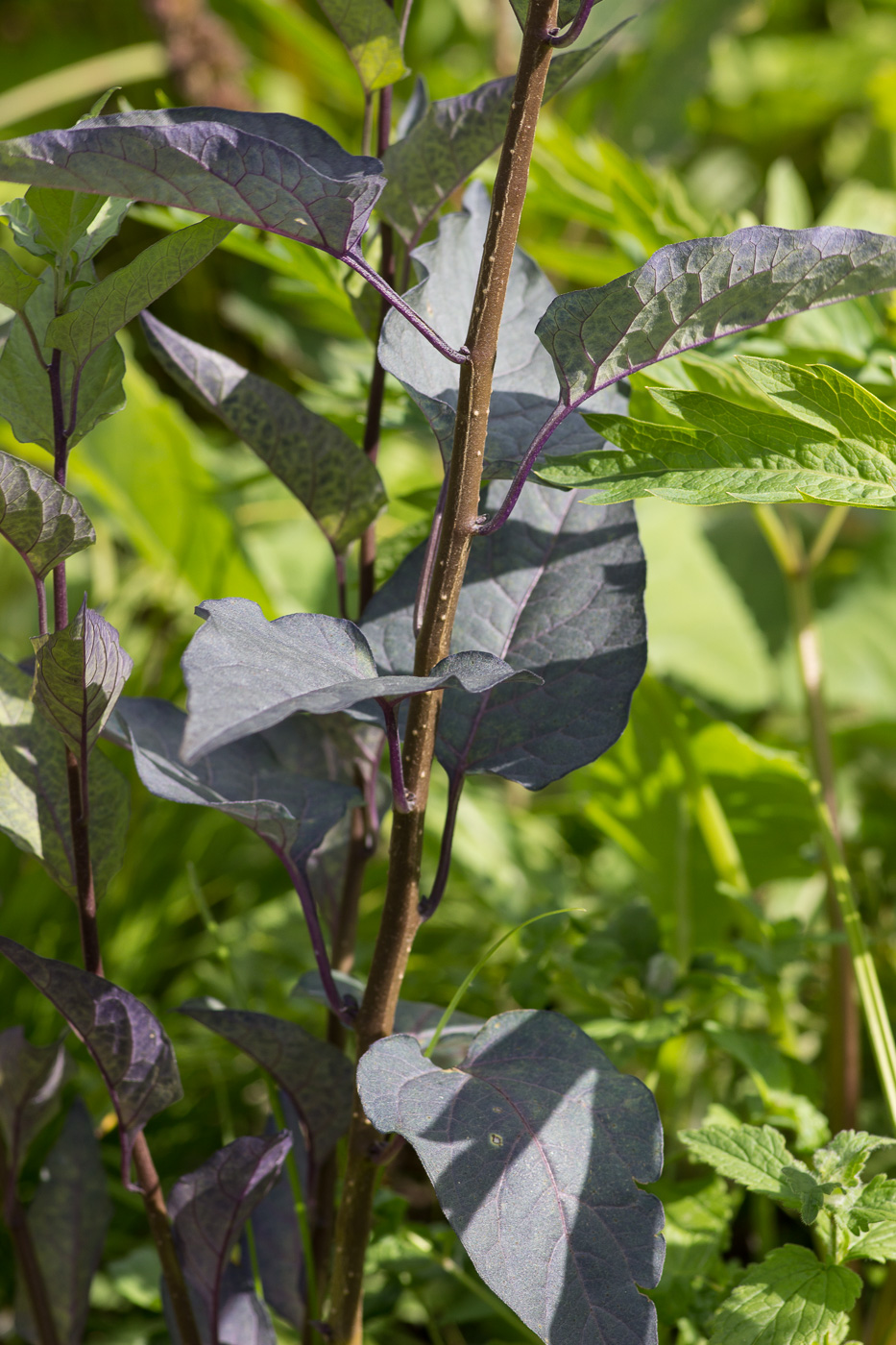 Изображение особи Solanum kitagawae.