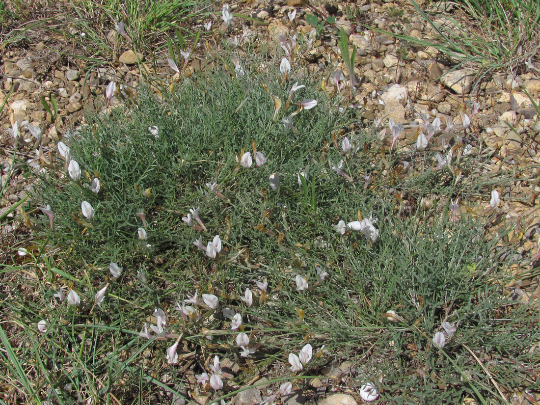 Изображение особи Astragalus ucrainicus.