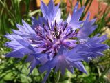 Centaurea cyanus. Соцветие. Иркутская обл., пос. Листвянка, берег оз. Байкал, в культуре. 22.07.2014.