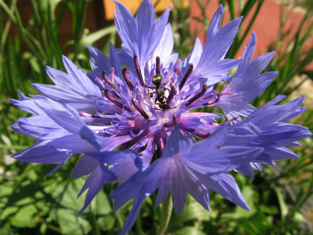 Image of Centaurea cyanus specimen.