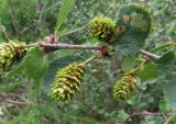 Betula divaricata. Часть ветви с соплодиями. Иркутская обл., Бодайбинский р-н, водораздел рек Хомолхо и Имнях. 27.07.2014.